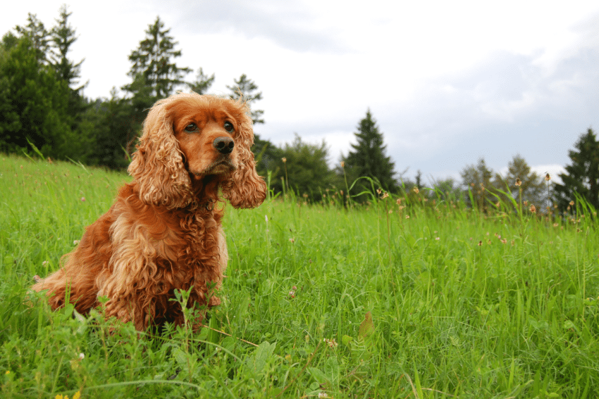 5 conseils pour vous aider à dresser votre Cocker Spaniel