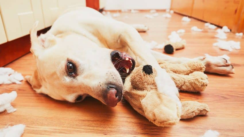 5 races de chiens féroces et pourquoi elles sont si effrayantes