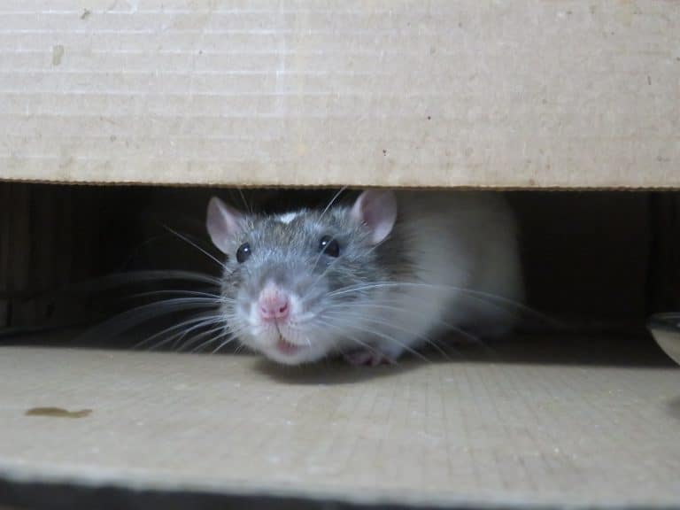 Comment faire sortir un rat de sa cachette?