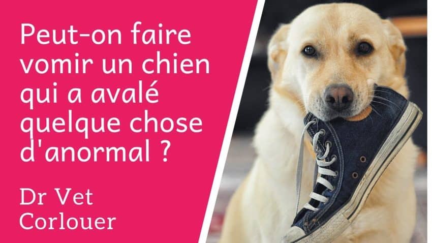 Comment faire vomir un chien?