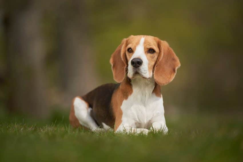 Le guide Beagle : tout sur cet adorable chien!