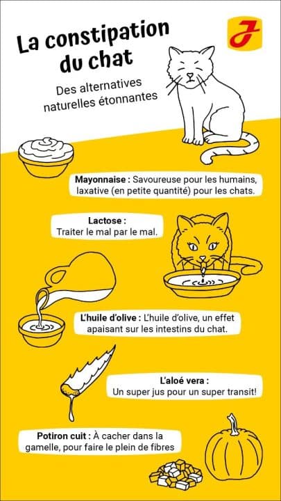 Le remède de grand-mère pour soigner la constipation du chat