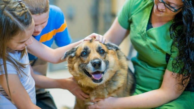 Les races de chiens mignons et câlins à adopter en 2022