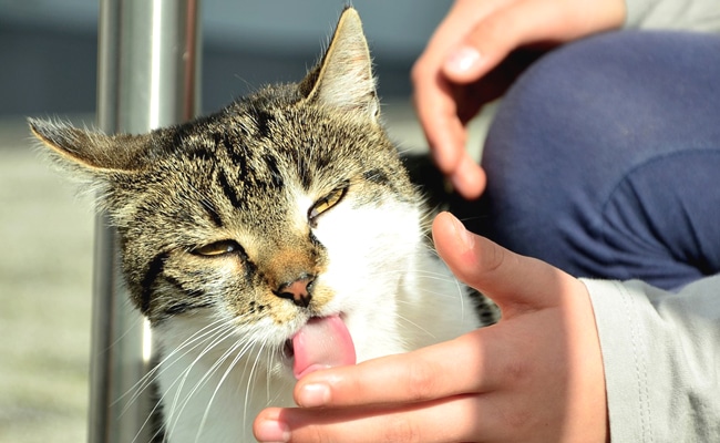 Pourquoi mon chat me lèche-t-il?