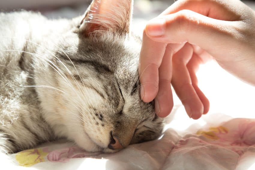 Pourquoi un chat ronronne-t-il?