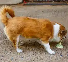 Quand s'inquiéter des vomissements du chien?