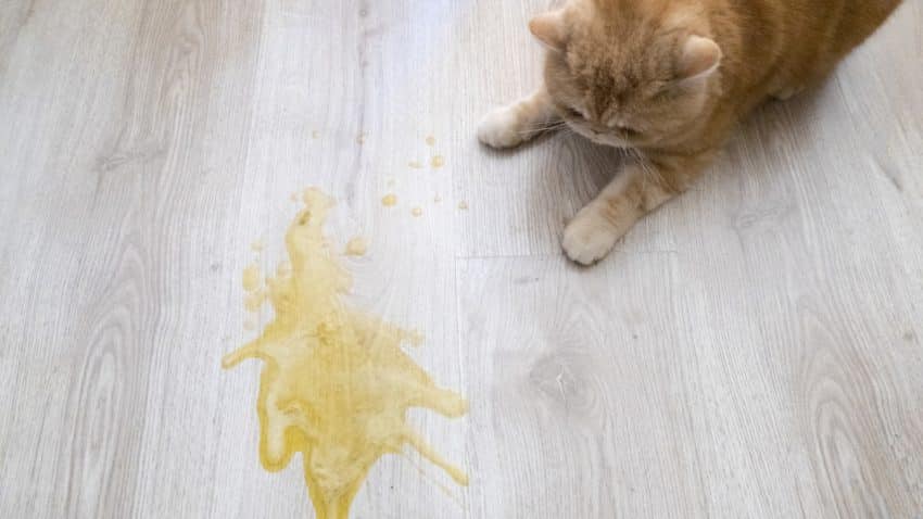 Quand s'inquiéter du vomi de chat?