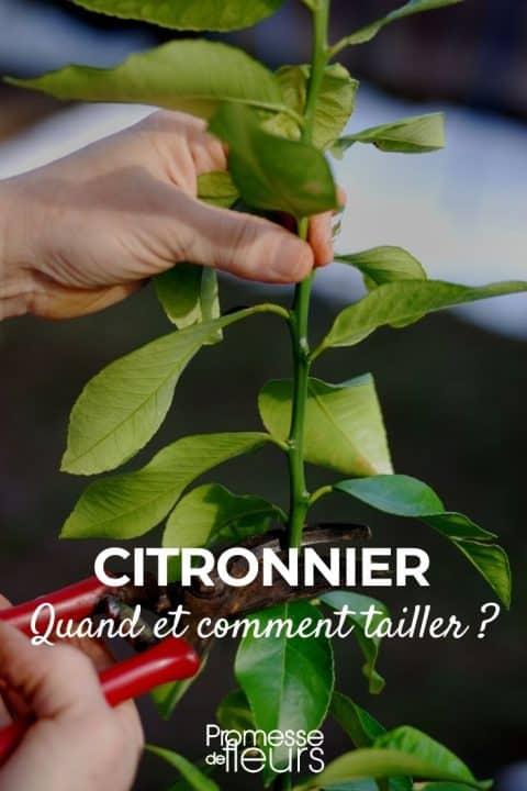 Quand tailler un citronnier?