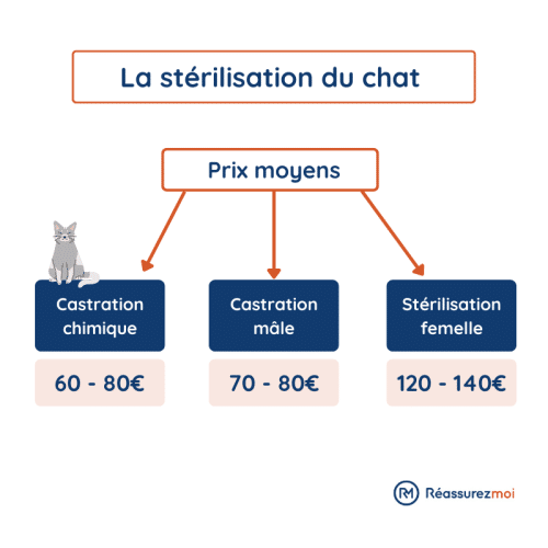 Quel est le coût de la stérilisation d'un chat?