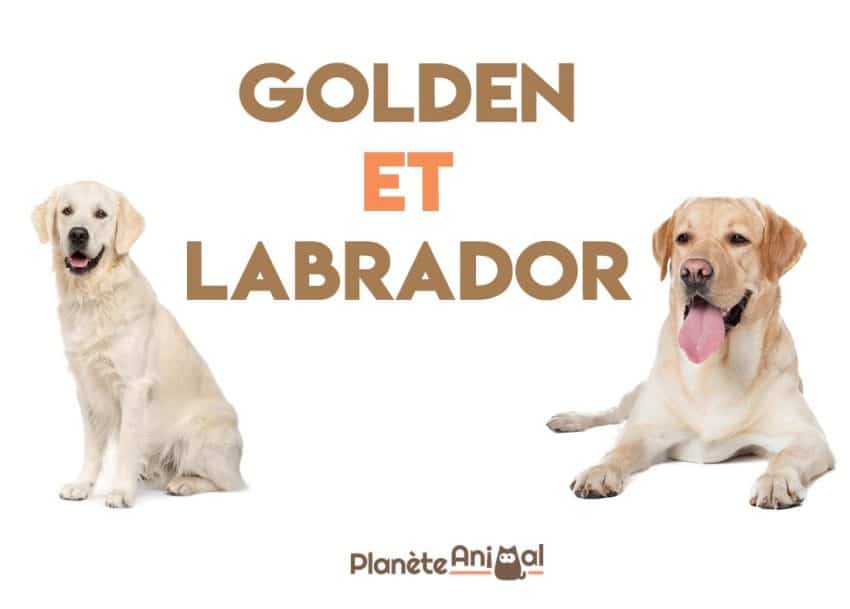Quelle est la différence entre un Labrador Retriever et un Golden Retriever?