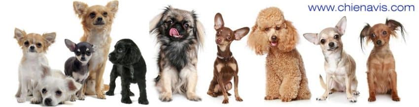 Quelle race de chien choisir?